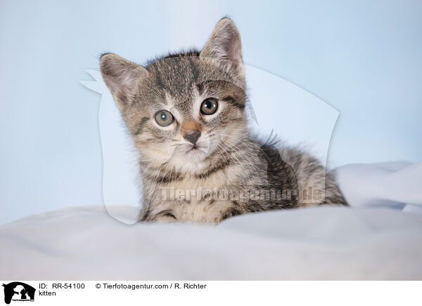 kitten / RR-54100