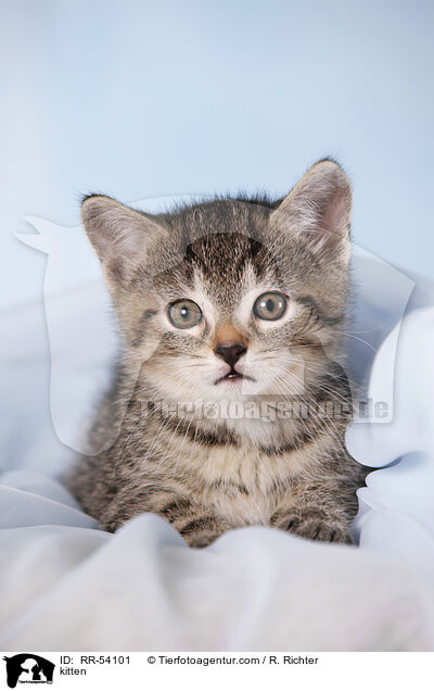 kitten / RR-54101