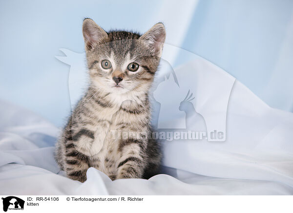 kitten / RR-54106