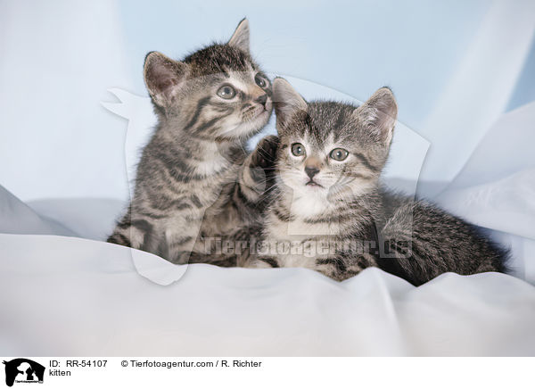 kitten / RR-54107