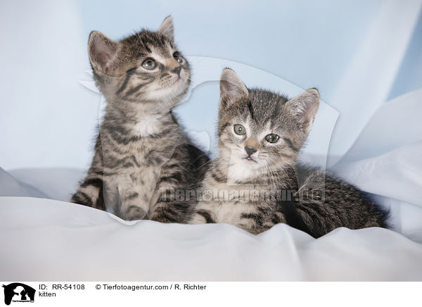 kitten / RR-54108