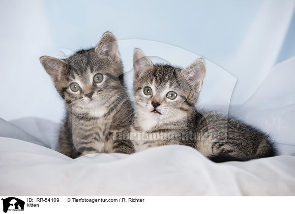 kitten / RR-54109