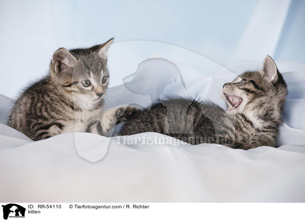kitten / RR-54110