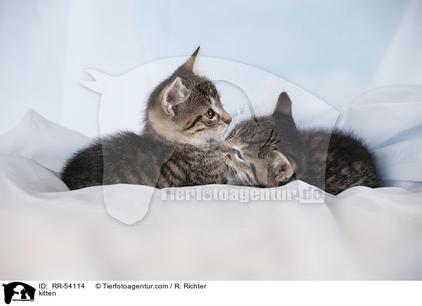 kitten / RR-54114