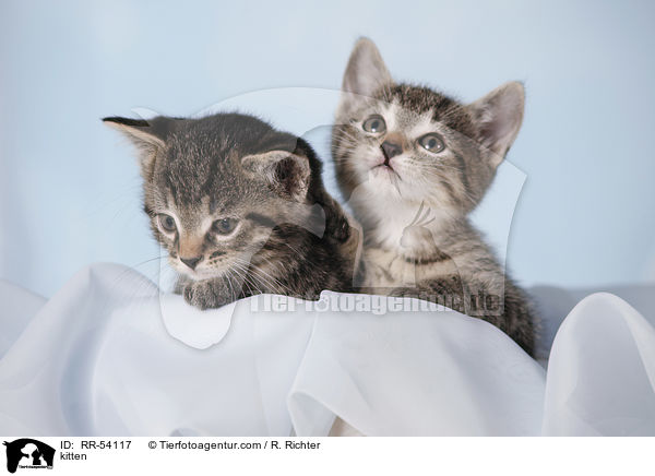 kitten / RR-54117