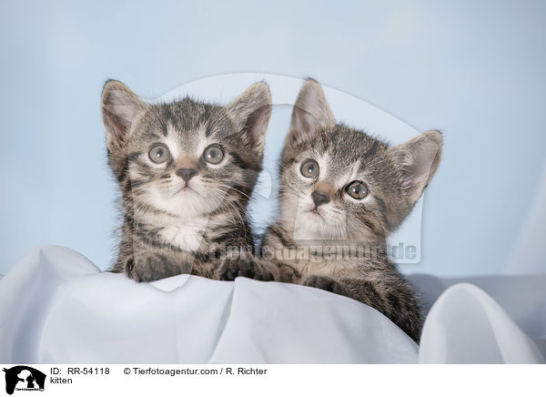 kitten / RR-54118