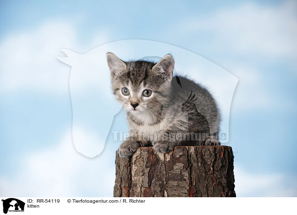 kitten / RR-54119