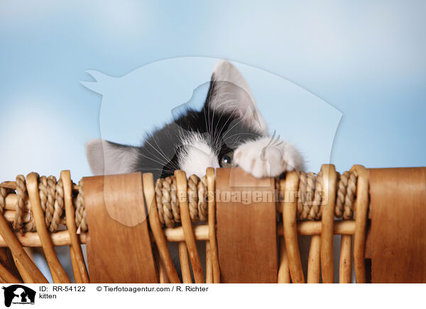 kitten / RR-54122