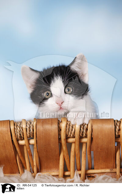 kitten / RR-54125