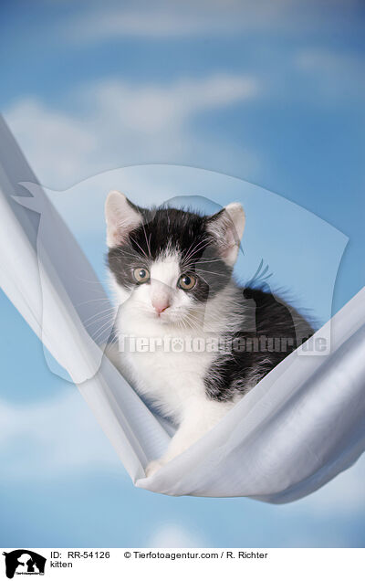 kitten / RR-54126