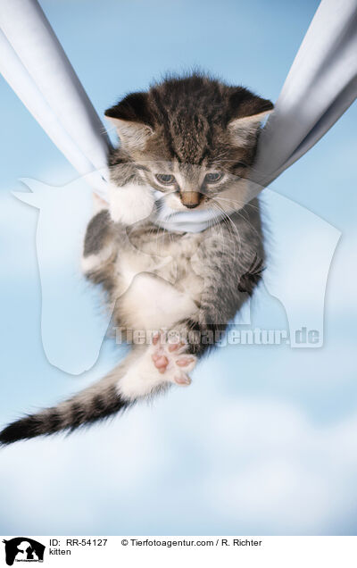 kitten / RR-54127