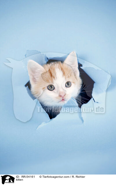 kitten / RR-54161