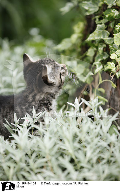 kitten / RR-54164