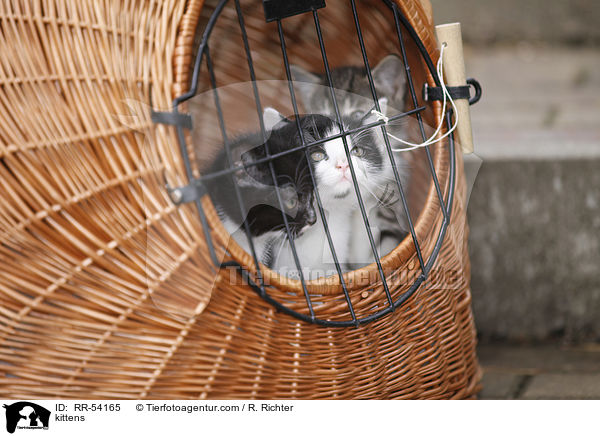 kittens / RR-54165