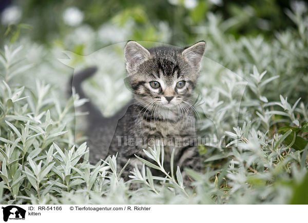 kitten / RR-54166