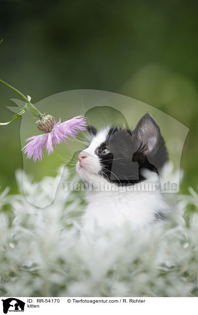 kitten / RR-54170