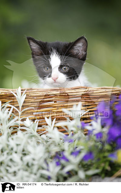 kitten / RR-54174