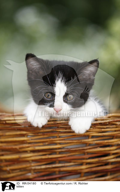kitten / RR-54180