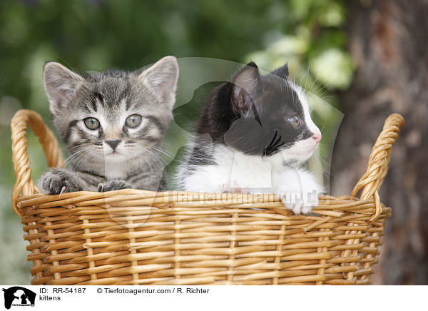 kittens / RR-54187