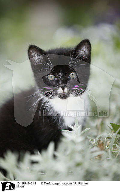 kitten / RR-54218