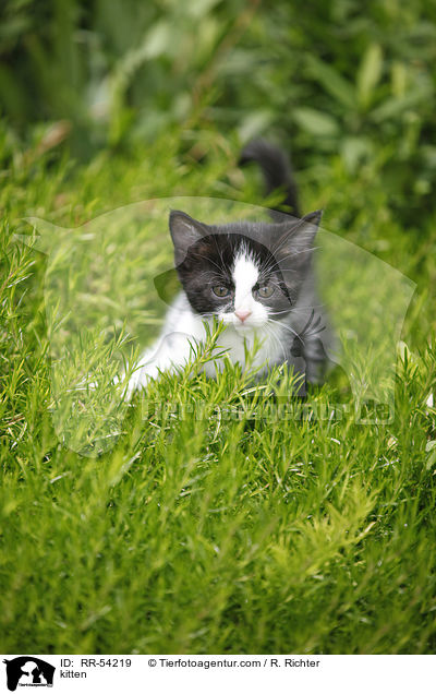 kitten / RR-54219