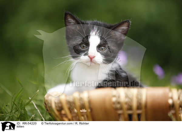 kitten / RR-54220