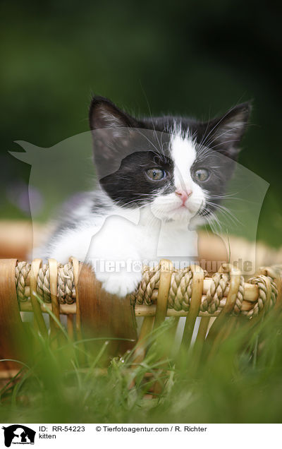 kitten / RR-54223