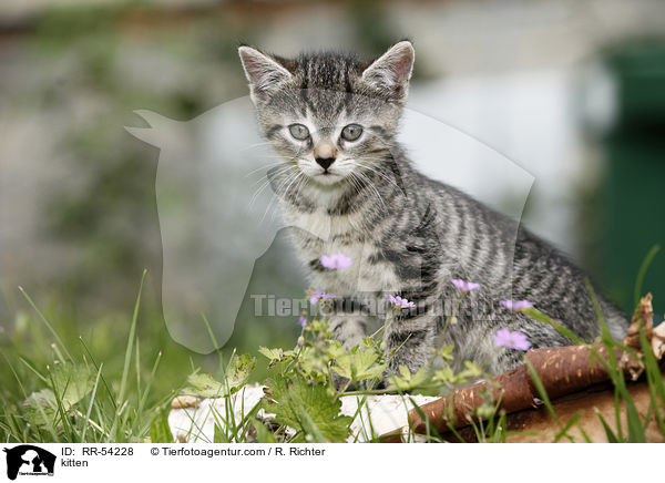 kitten / RR-54228