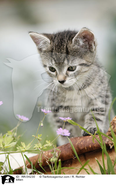 kitten / RR-54230