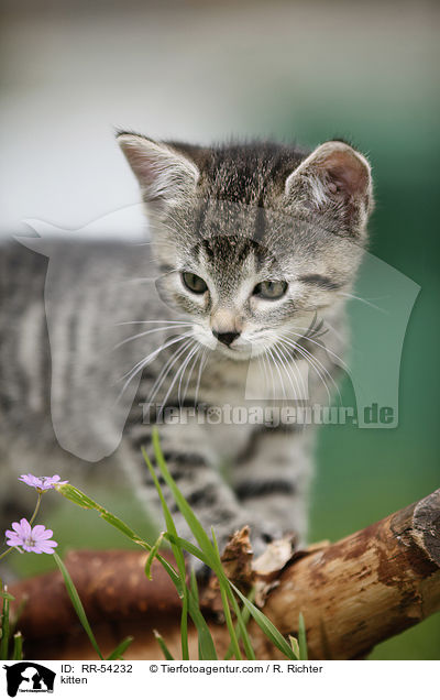 kitten / RR-54232