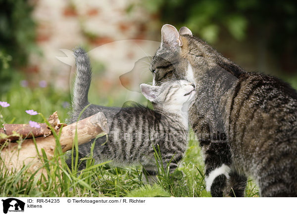 kittens / RR-54235