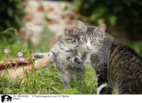 kittens / RR-54236