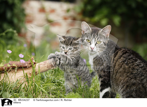 kittens / RR-54237