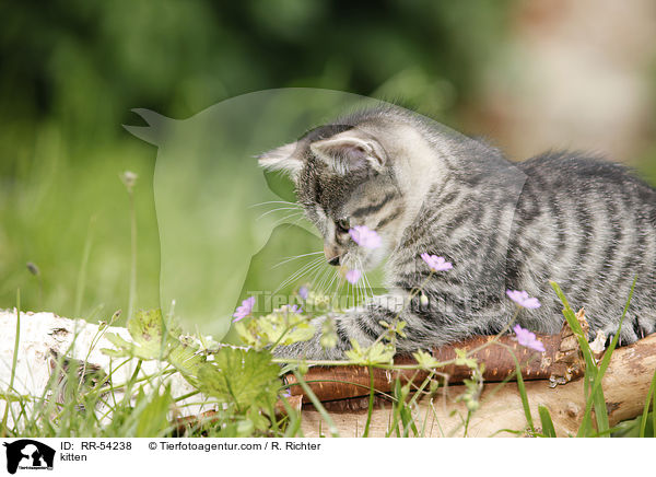 kitten / RR-54238