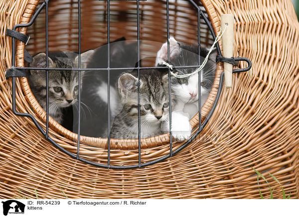 kittens / RR-54239