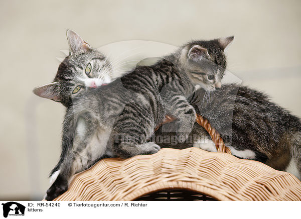 kittens / RR-54240