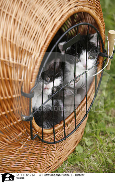 kittens / RR-54243