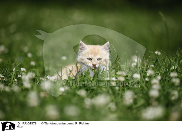 Ktzchen / kitten / RR-54578