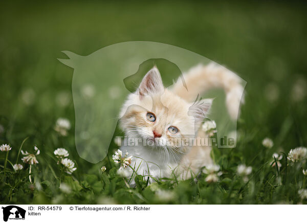 Ktzchen / kitten / RR-54579