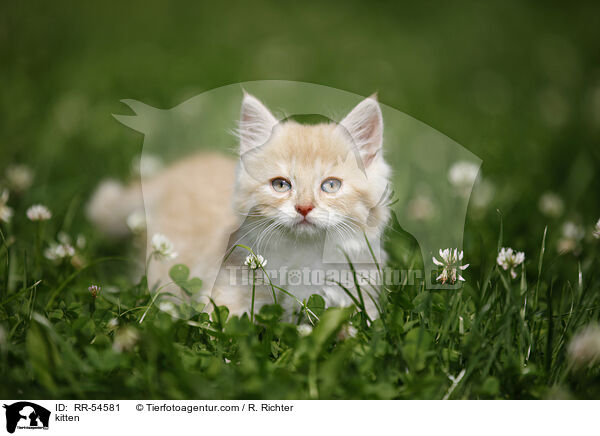 Ktzchen / kitten / RR-54581