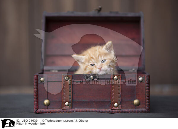 Ktzchen in Holzkiste / Kitten in wooden box / JEG-01639