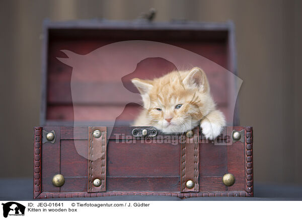 Kitten in wooden box / JEG-01641