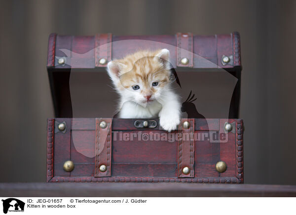 Kitten in wooden box / JEG-01657