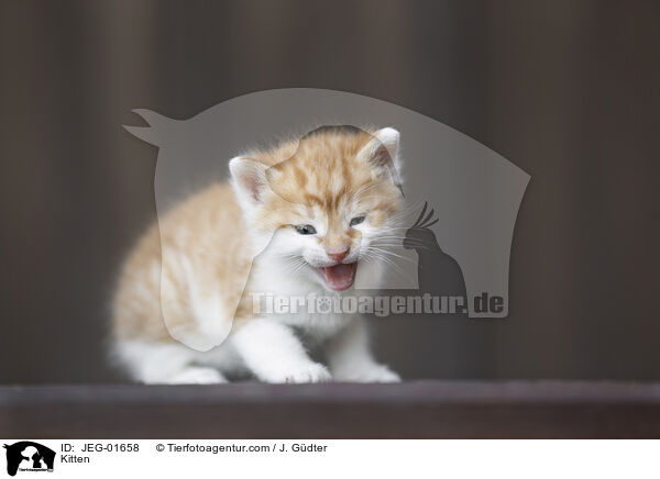 Kitten / JEG-01658