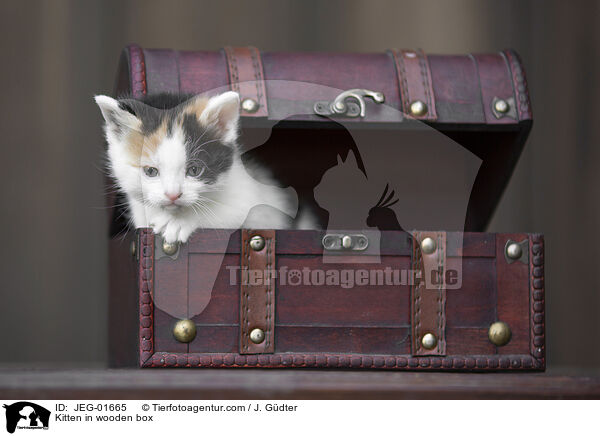 Kitten in wooden box / JEG-01665