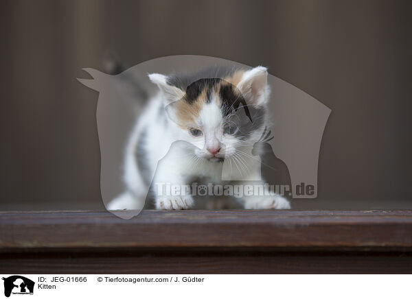 Kitten / JEG-01666