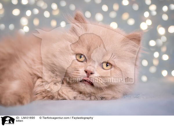 kitten / LM-01890