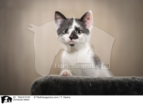 domestic kitten / TAH-01333