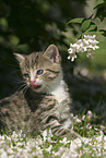young kitten