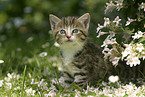 kitten in the garden